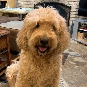 Meet your Posher, Judi